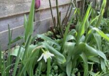 Tulpen